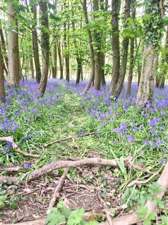 Holly Cottage, Hidden Gem In The Yorkshire Wolds Welton  المظهر الخارجي الصورة